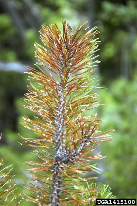 Pine Needle Rusts